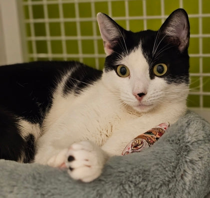 Anjellicle Cats Rescue