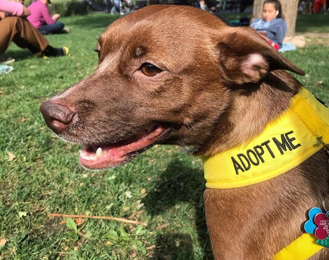 Waggytail Rescue